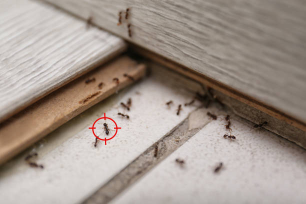 Best Flea Control Services  in Lakewood Ranch, FL