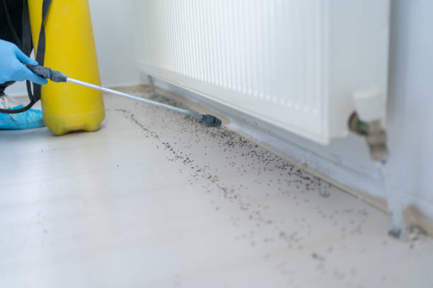 Best Termite Control Services  in Lakewood Ranch, FL